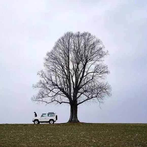 訓犬順口溜,簡單易懂