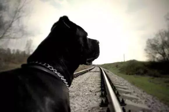 訓犬順口溜,簡單易懂