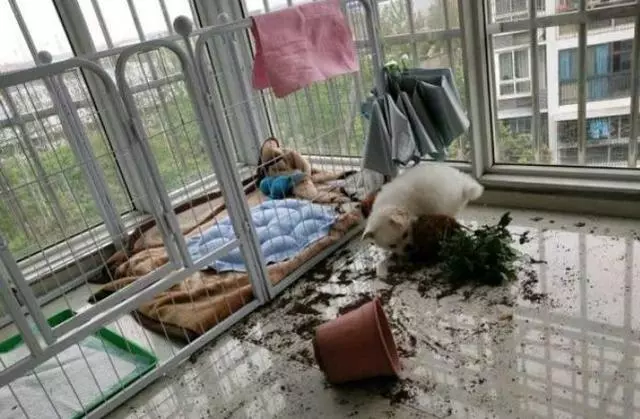狗狗最怕什麼?出門30分鐘後你就知道了