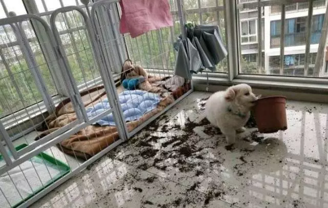 狗狗最怕什麼?出門30分鐘後你就知道了