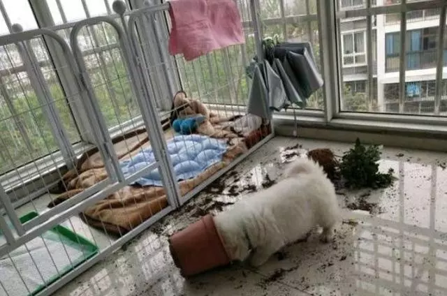 狗狗最怕什麼?出門30分鐘後你就知道了