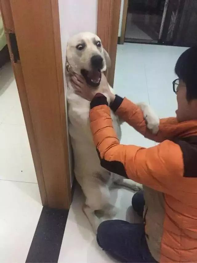 狗狗最怕什麼?出門30分鐘後你就知道了
