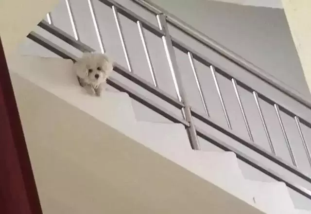 狗狗最怕什麼?出門30分鐘後你就知道了
