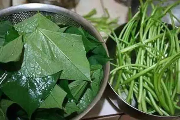 經常吃長壽菜(番薯葉),淨化血液,提高免疫力,男女都適合吃
