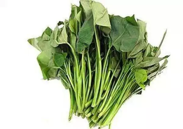 經常吃長壽菜(番薯葉),淨化血液,提高免疫力,男女都適合吃