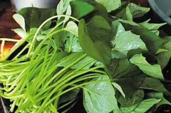 經常吃長壽菜(番薯葉),淨化血液,提高免疫力,男女都適合吃