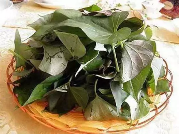 經常吃長壽菜(番薯葉),淨化血液,提高免疫力,男女都適合吃