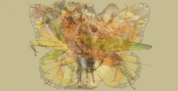 國外超火的性格測驗:第一眼看到什麼動物?看穿你在多重面具下的核心人格!
