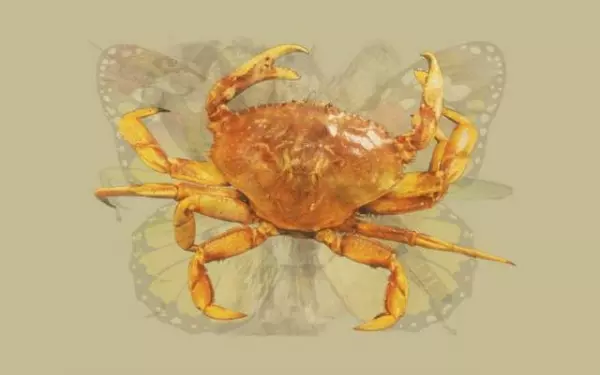 國外超火的性格測驗:第一眼看到什麼動物?看穿你在多重面具下的核心人格!