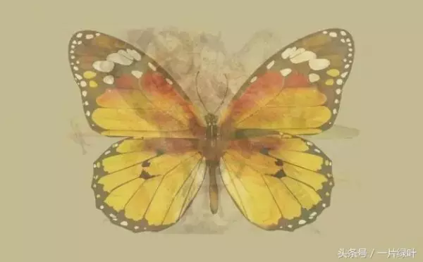 國外超火的性格測驗:第一眼看到什麼動物?看穿你在多重面具下的核心人格!