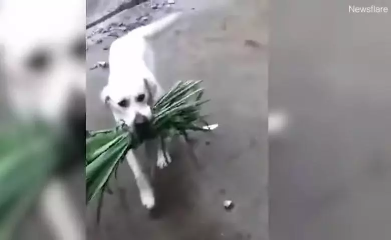 怕好友水牛關起來肚子會餓 呆萌小白汪叼一束草「幫送便當」