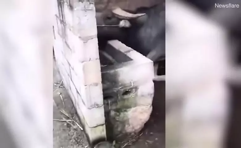 怕好友水牛關起來肚子會餓 呆萌小白汪叼一束草「幫送便當」