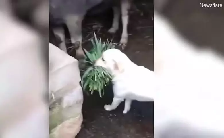 怕好友水牛關起來肚子會餓 呆萌小白汪叼一束草「幫送便當」