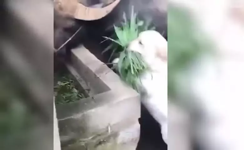 怕好友水牛關起來肚子會餓 呆萌小白汪叼一束草「幫送便當」