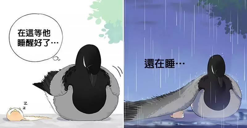 「南方的傲驕雁」遇上「北方的呆萌雀」最萌新作 下雨的超有愛反應害網友心動了!