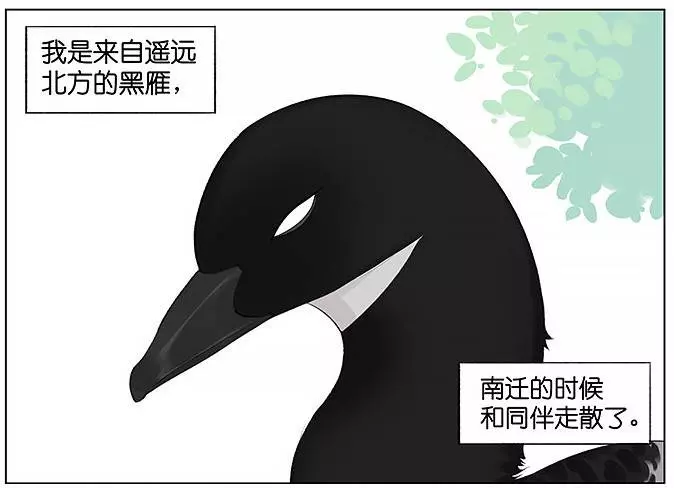 「南方的傲驕雁」遇上「北方的呆萌雀」最萌新作 下雨的超有愛反應害網友心動了!