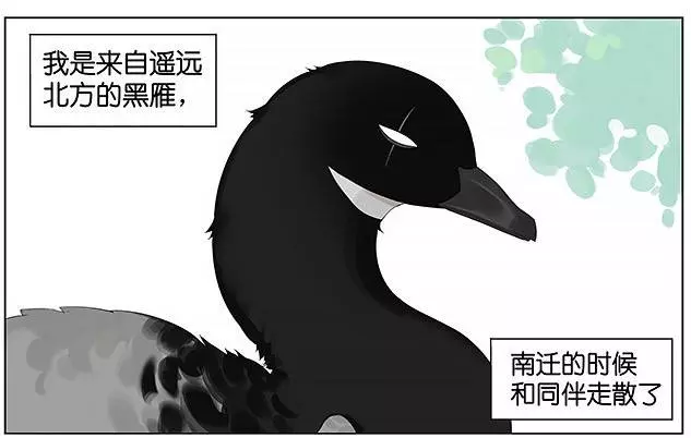 「南方的傲驕雁」遇上「北方的呆萌雀」最萌新作 下雨的超有愛反應害網友心動了!