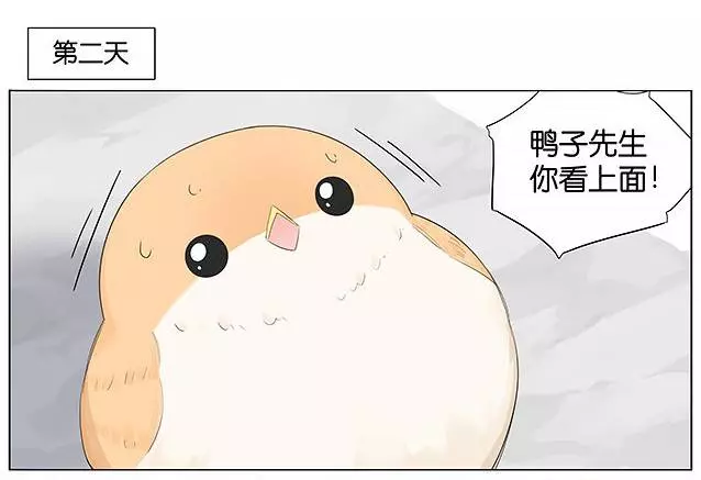 「南方的傲驕雁」遇上「北方的呆萌雀」最萌新作 下雨的超有愛反應害網友心動了!