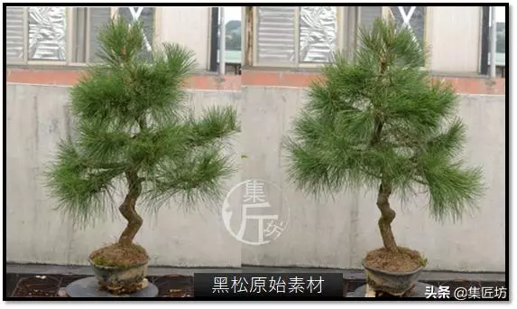 讓「廢柴」黑松盆景身價倍增的重生法門,環剝高壓技巧拆解詳析!