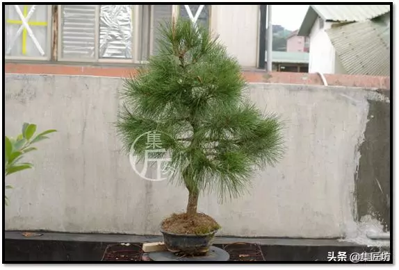 讓「廢柴」黑松盆景身價倍增的重生法門,環剝高壓技巧拆解詳析!