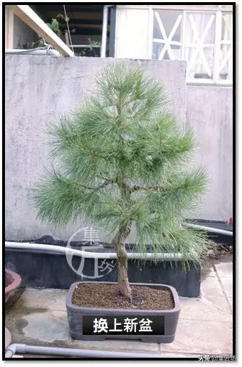 讓「廢柴」黑松盆景身價倍增的重生法門,環剝高壓技巧拆解詳析!