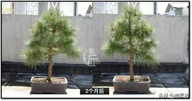 讓「廢柴」黑松盆景身價倍增的重生法門,環剝高壓技巧拆解詳析!