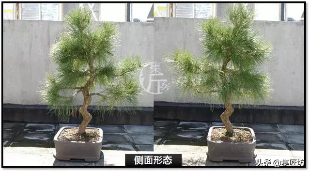 讓「廢柴」黑松盆景身價倍增的重生法門,環剝高壓技巧拆解詳析!