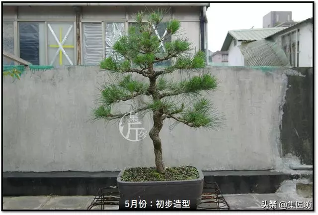 讓「廢柴」黑松盆景身價倍增的重生法門,環剝高壓技巧拆解詳析!