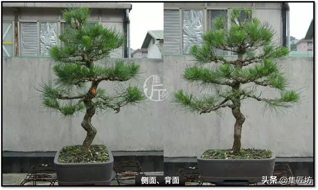 讓「廢柴」黑松盆景身價倍增的重生法門,環剝高壓技巧拆解詳析!