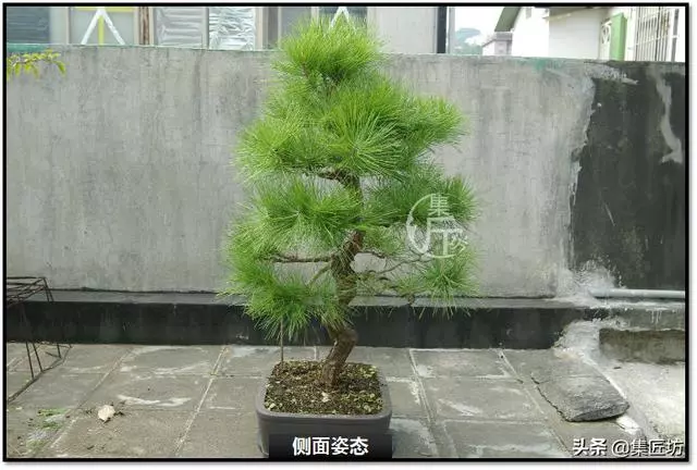讓「廢柴」黑松盆景身價倍增的重生法門,環剝高壓技巧拆解詳析!