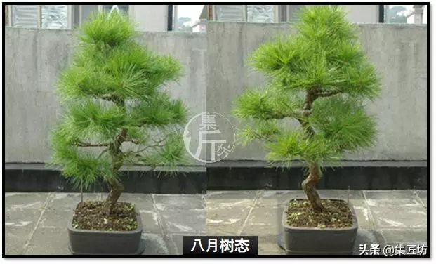 讓「廢柴」黑松盆景身價倍增的重生法門,環剝高壓技巧拆解詳析!