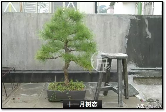讓「廢柴」黑松盆景身價倍增的重生法門,環剝高壓技巧拆解詳析!
