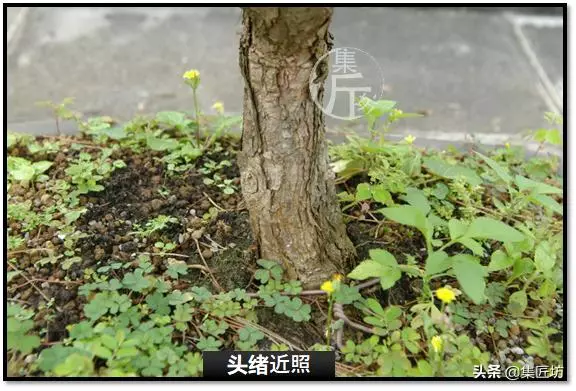 讓「廢柴」黑松盆景身價倍增的重生法門,環剝高壓技巧拆解詳析!