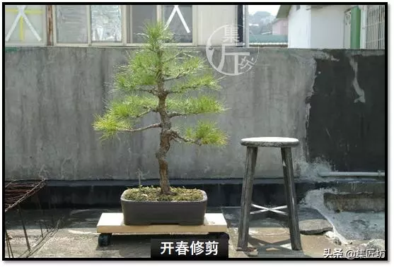 讓「廢柴」黑松盆景身價倍增的重生法門,環剝高壓技巧拆解詳析!