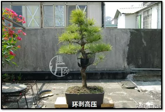 讓「廢柴」黑松盆景身價倍增的重生法門,環剝高壓技巧拆解詳析!