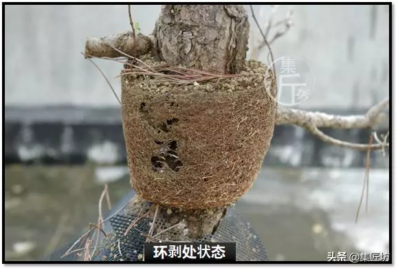 讓「廢柴」黑松盆景身價倍增的重生法門,環剝高壓技巧拆解詳析!