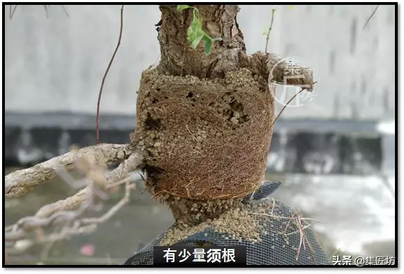 讓「廢柴」黑松盆景身價倍增的重生法門,環剝高壓技巧拆解詳析!