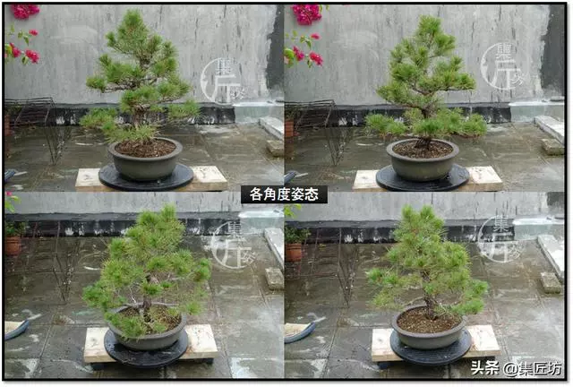 讓「廢柴」黑松盆景身價倍增的重生法門,環剝高壓技巧拆解詳析!