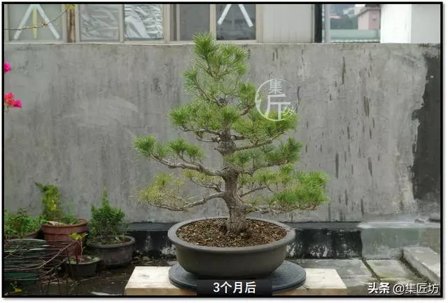 讓「廢柴」黑松盆景身價倍增的重生法門,環剝高壓技巧拆解詳析!