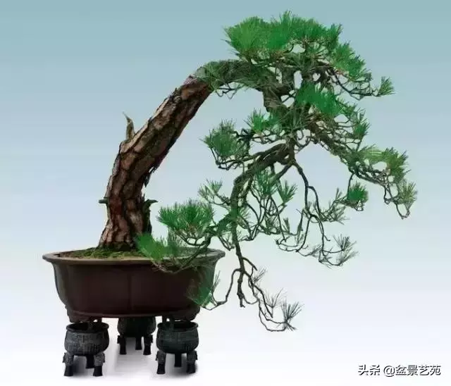 大師級別的盆景,骨子裏的優雅!
