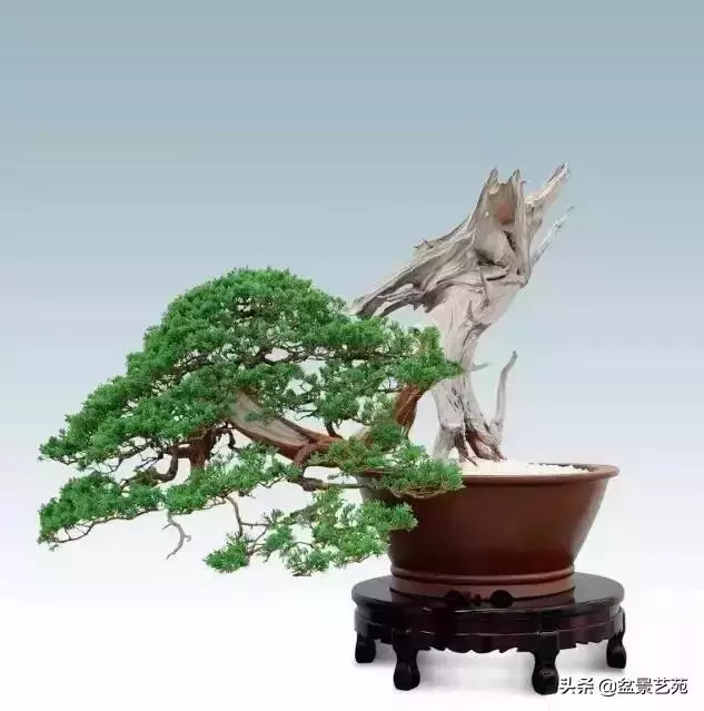大師級別的盆景,骨子裏的優雅!