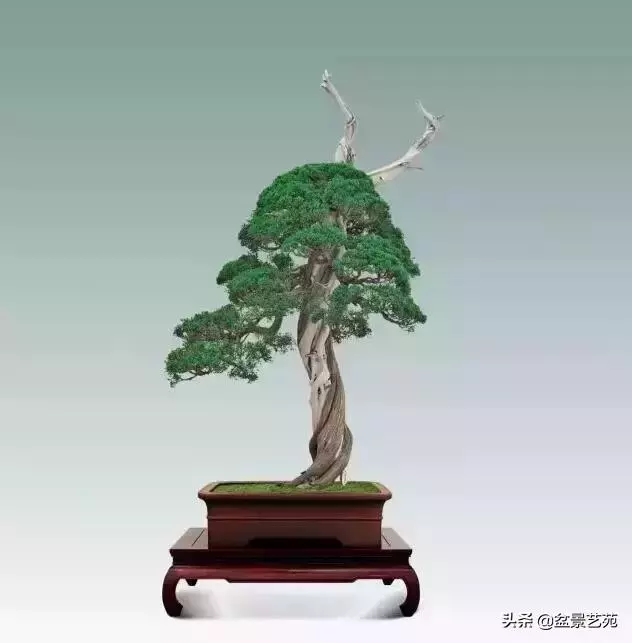 大師級別的盆景,骨子裏的優雅!