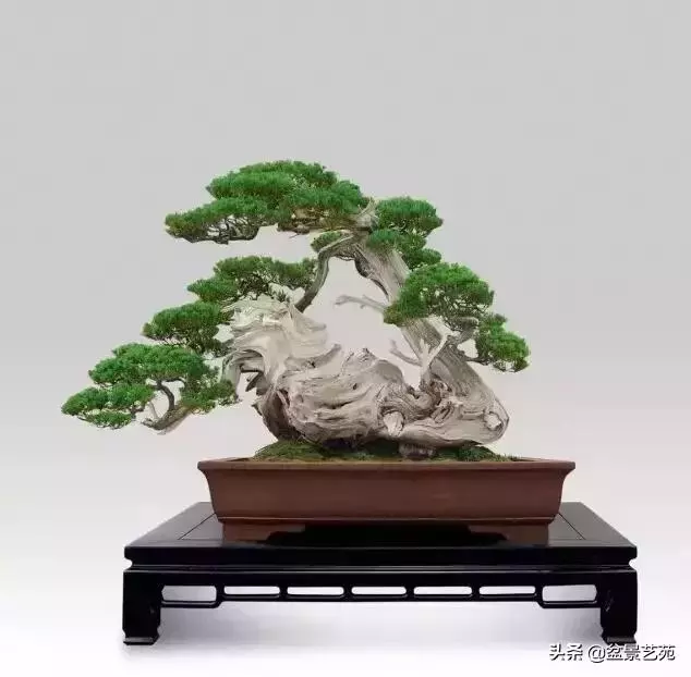大師級別的盆景,骨子裏的優雅!