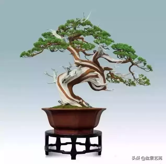 大師級別的盆景,骨子裏的優雅!