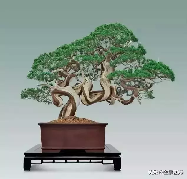 大師級別的盆景,骨子裏的優雅!