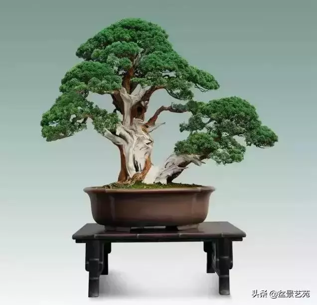 大師級別的盆景,骨子裏的優雅!