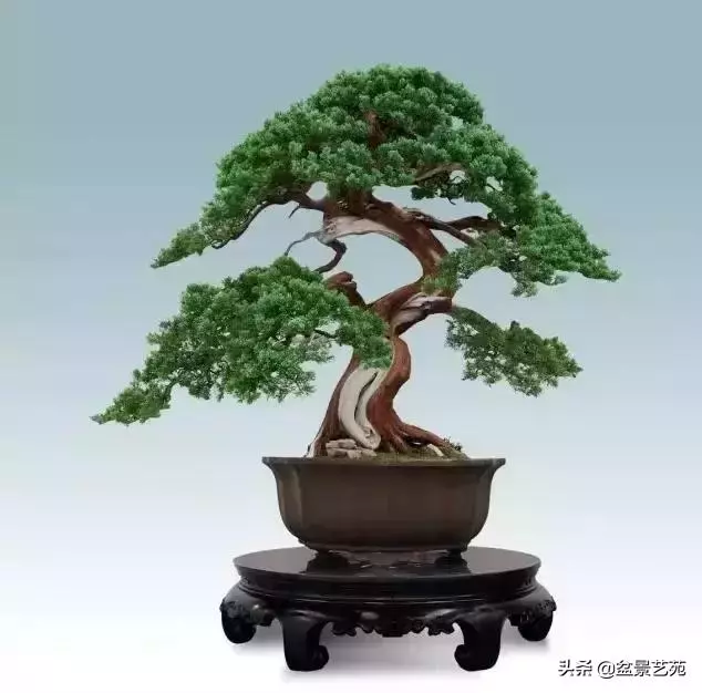 大師級別的盆景,骨子裏的優雅!