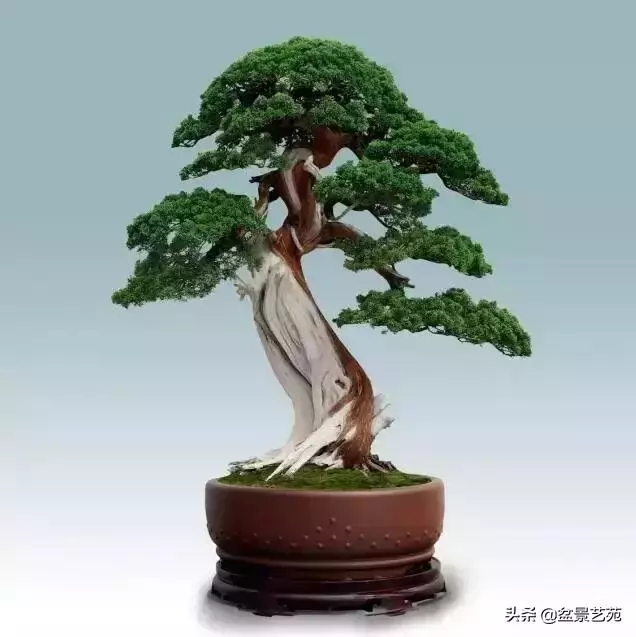 大師級別的盆景,骨子裏的優雅!