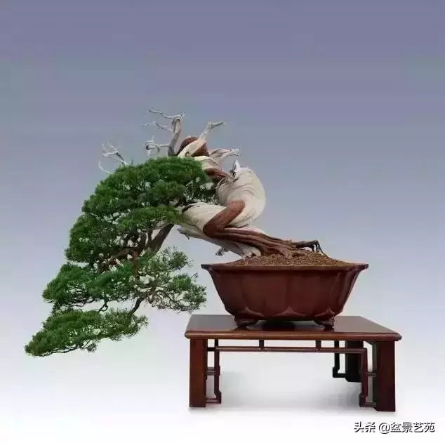 大師級別的盆景,骨子裏的優雅!
