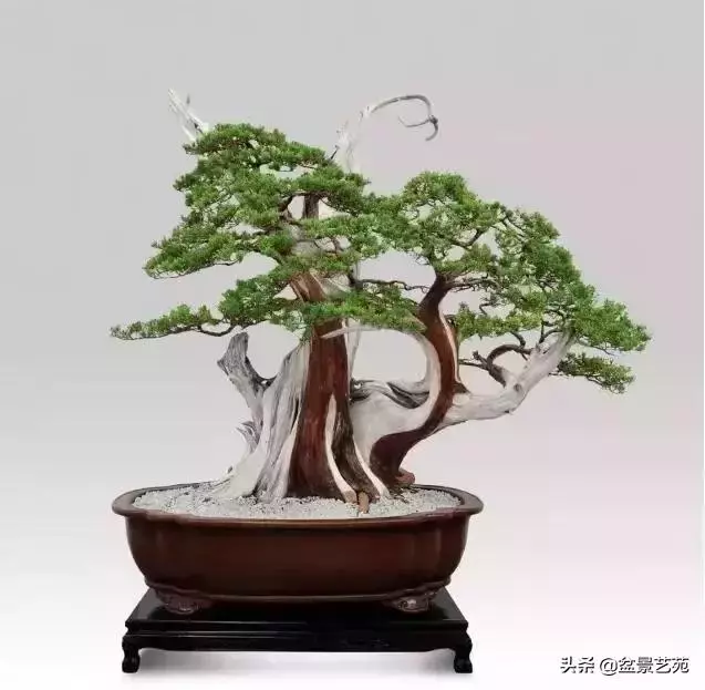 大師級別的盆景,骨子裏的優雅!